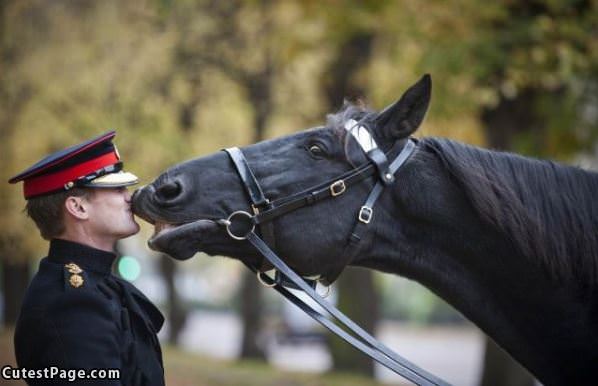 A Horse Kiss