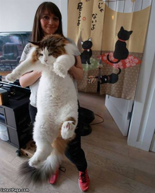 A Huge Fluffy Cat