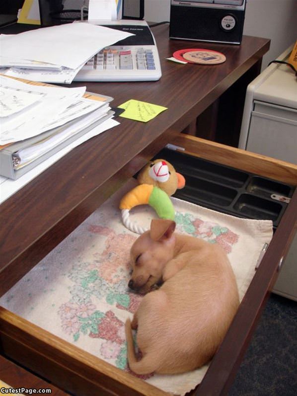 A Shelf Of Puppy