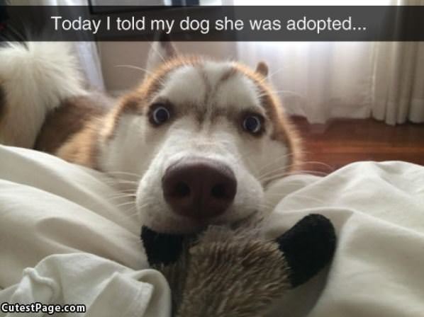 Adopted