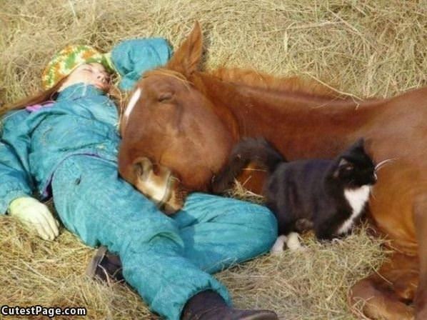 All Napping Together