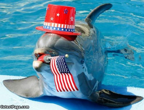 American Dolphin