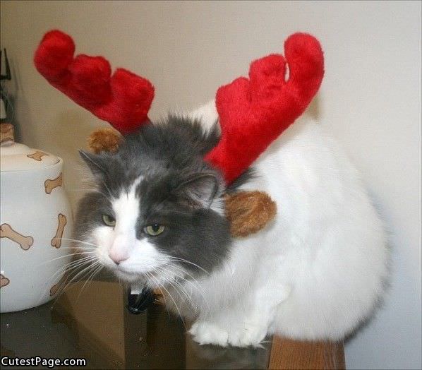 Antlers Cat