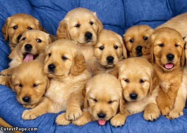 Army Of Puppies