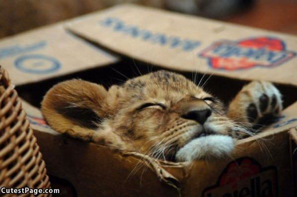 Asleep In My Box
