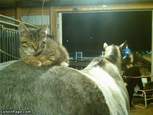 Asleep On A Horse
