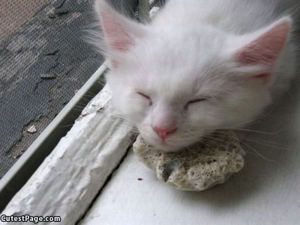 Asleep On A Rock