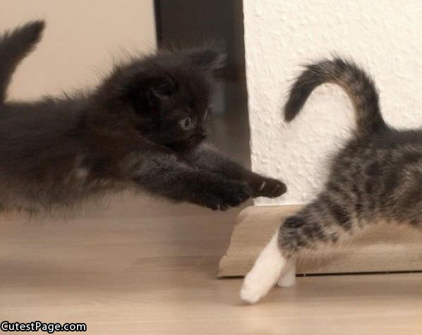 Attack Cute Kitten