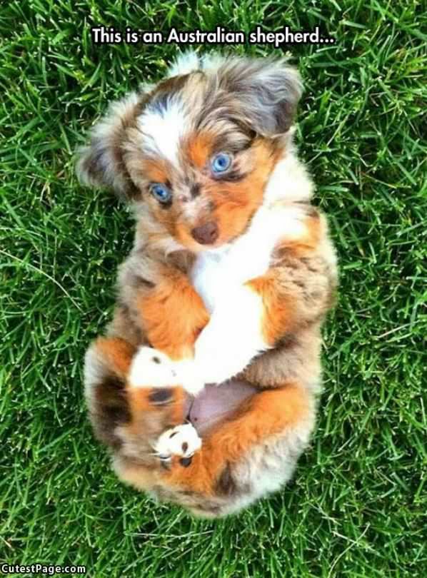 Australian Shepherd