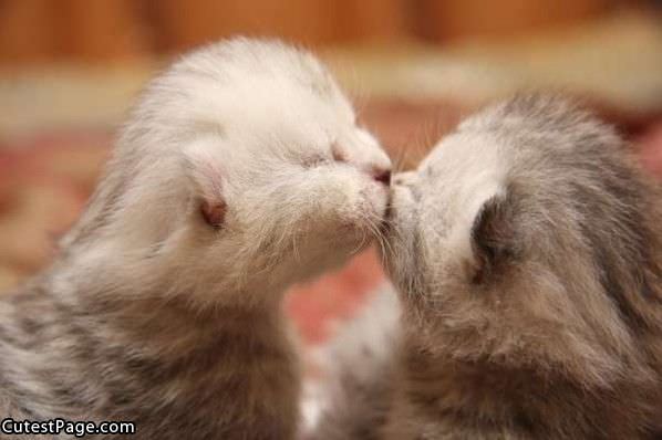 Baby Cute Kitten Kiss