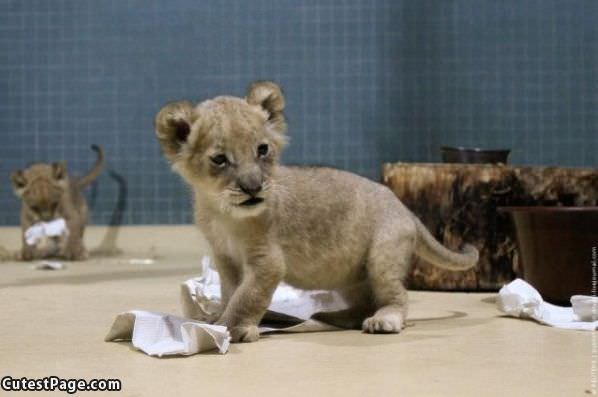 Baby Lion