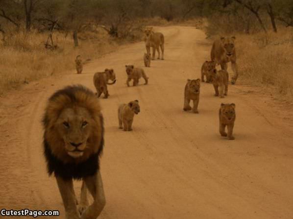 Baby Lions