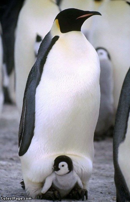 Baby Penguin