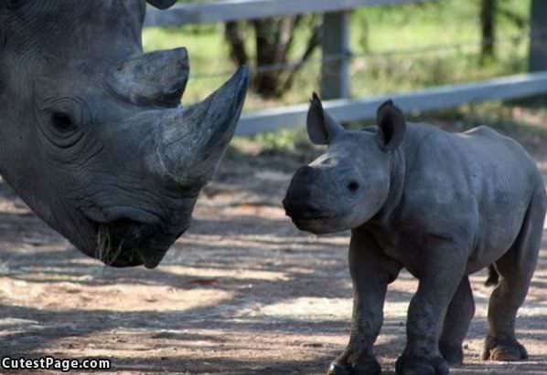 Baby Rhino