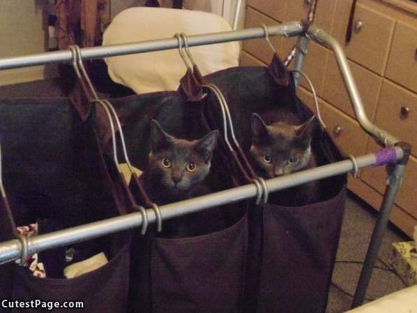 Bag Cats