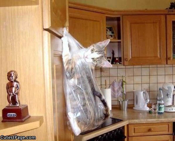 Bag Of Cat