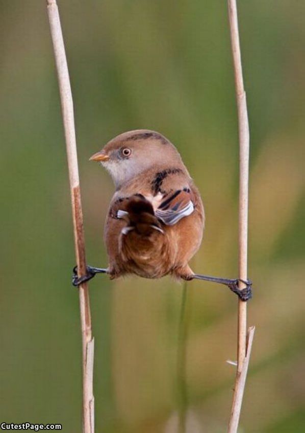 Balance Bird