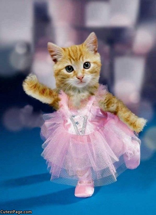 Ballet Cat