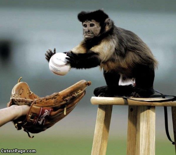 Baseball Cute Monkey