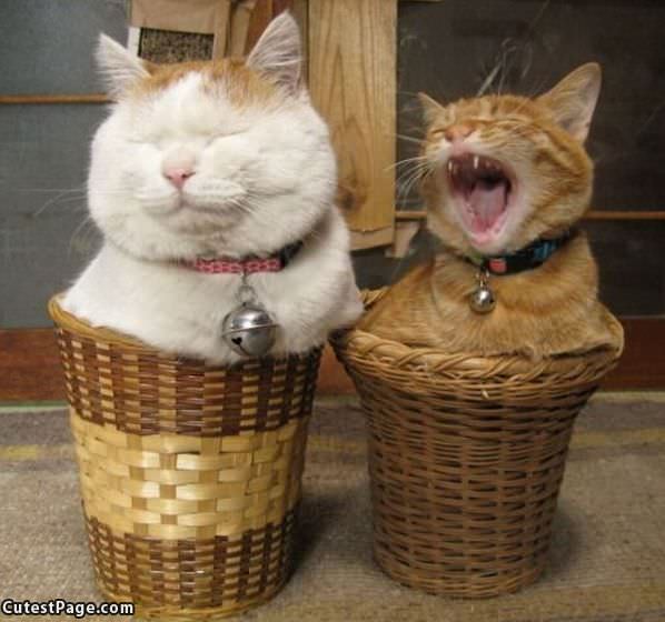 Basket Cats