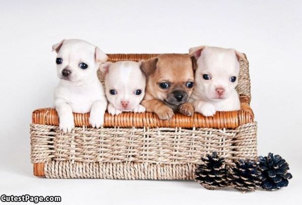 Basket Full Of Puppies