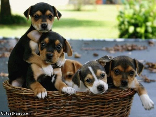 Basket Of Puppies