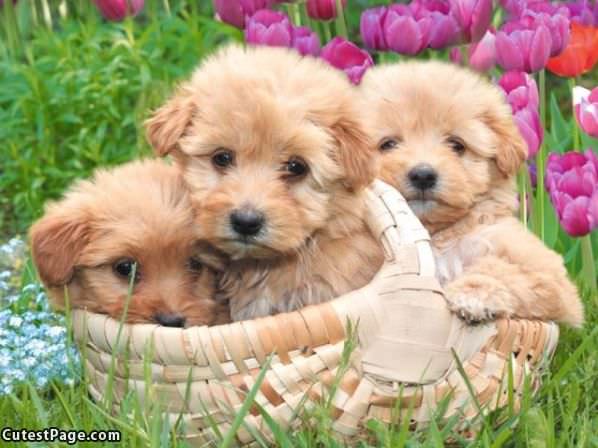 Basket Of Pups