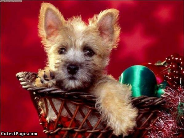 Basket Pup