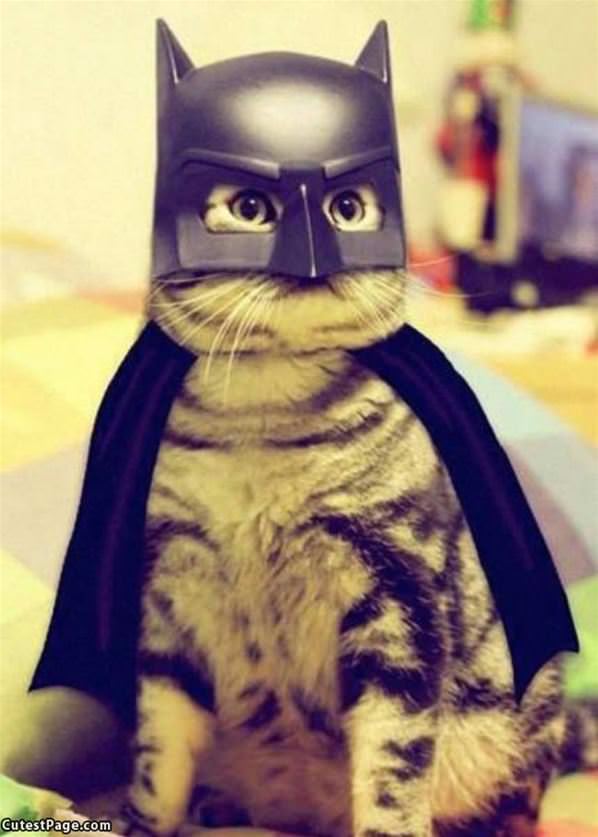 Bat Cat