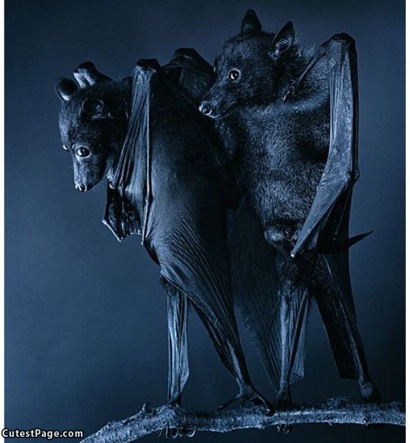 Bats