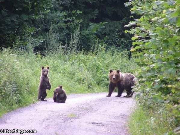 Bear Family