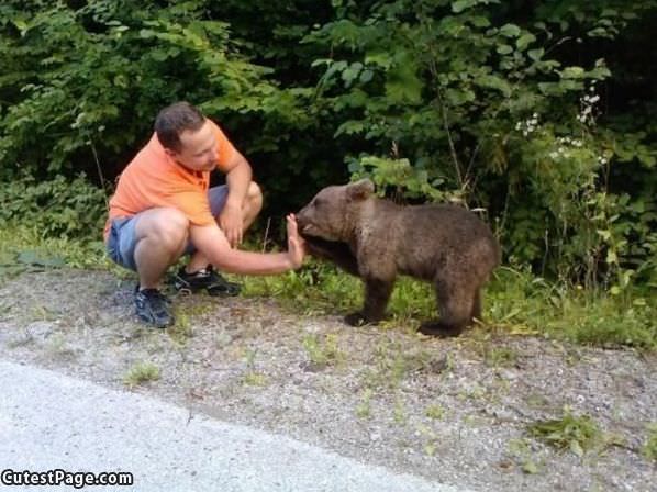 Bear High 5