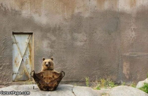 Bear Yoga