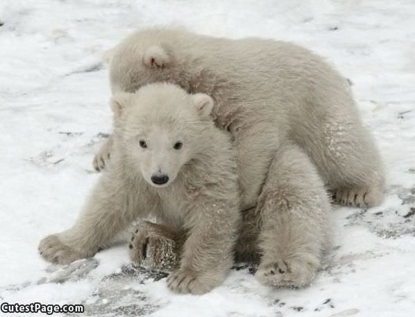 Bears Playing