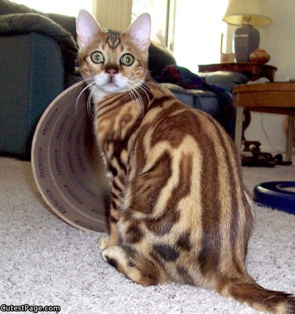 Bengal Cat