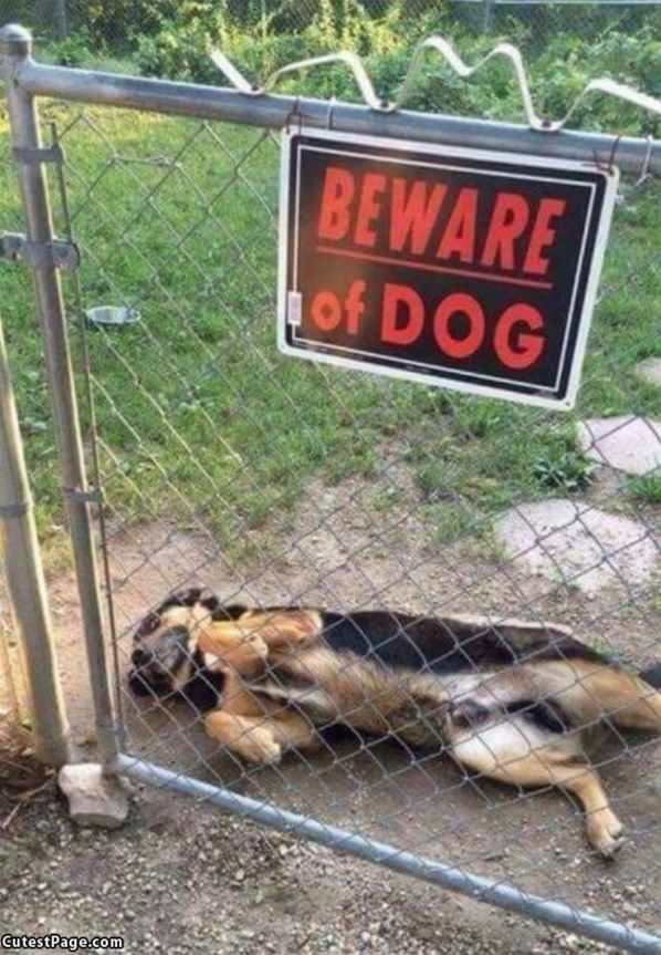 Beware Of This Dog