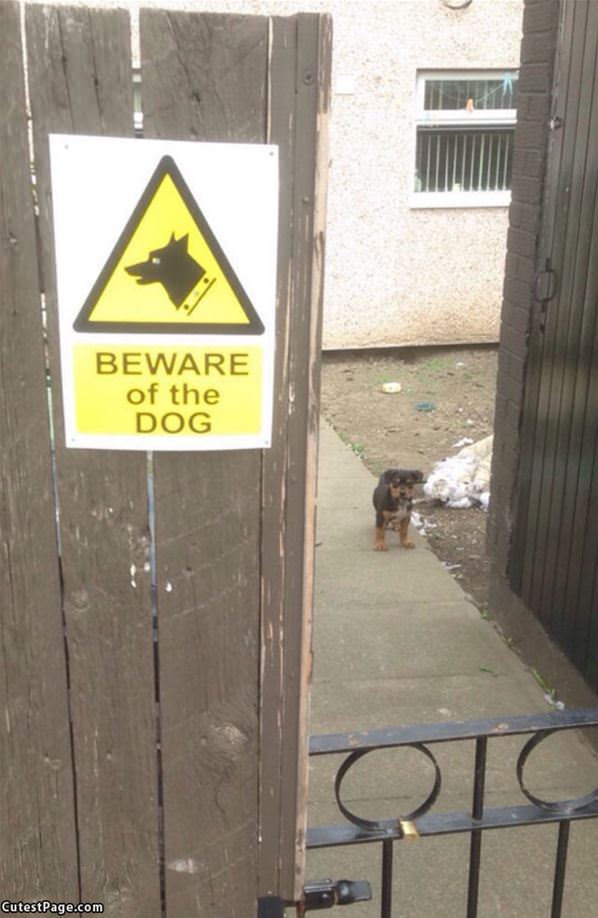 Beware The Dog