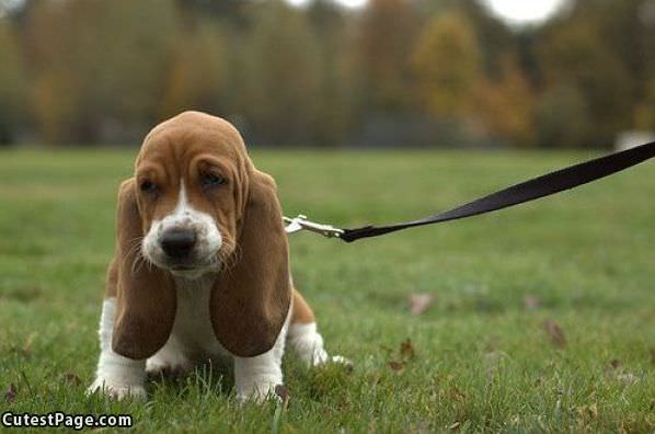 Big Floppy Ears