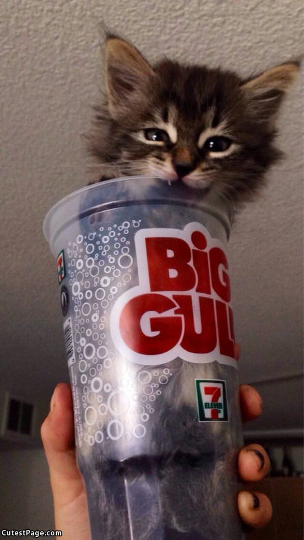 Big Gulp