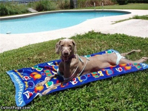 Bikini Cute Dog