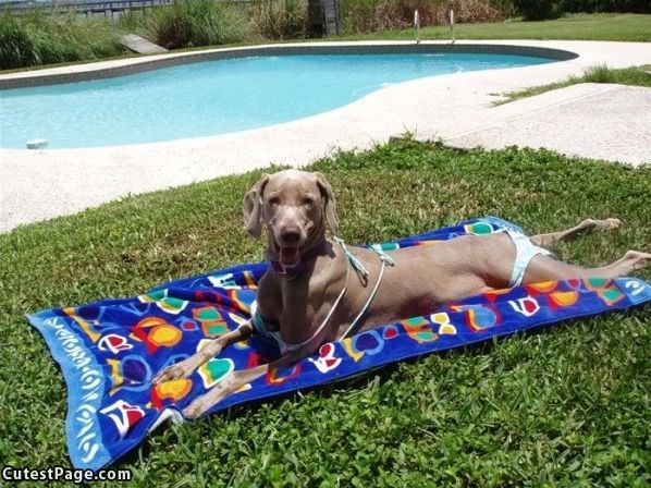 Bikini Dog