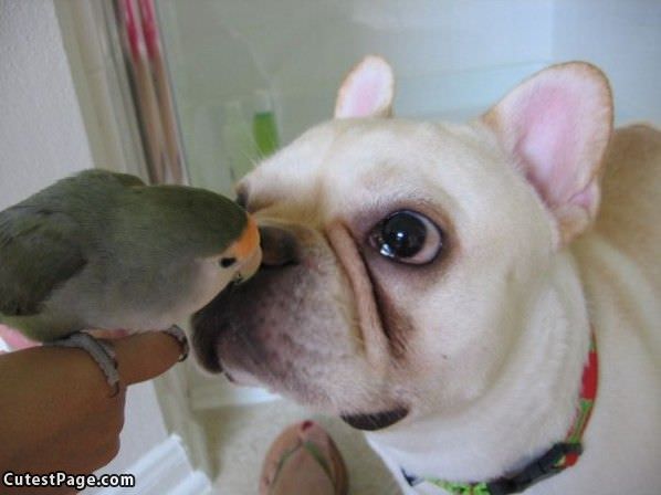 Bird And Cute Dog