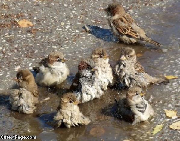 Bird Bath