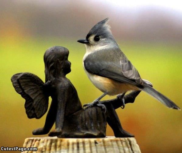 Bird Close Up