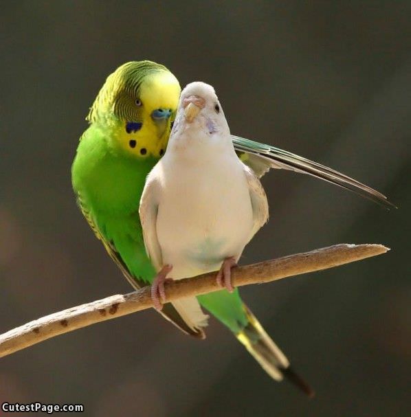 Bird Hug