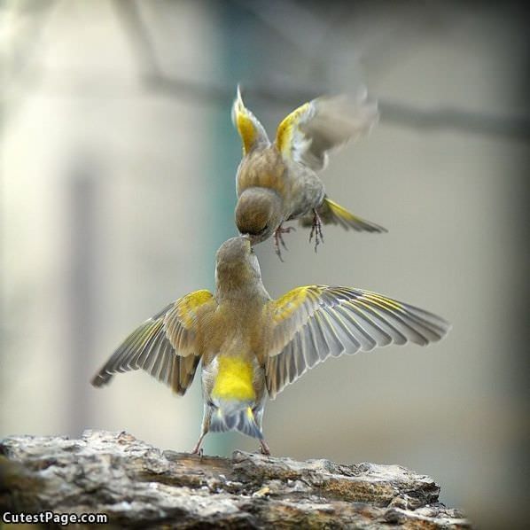 Bird Kiss