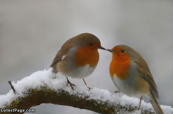 Bird Kiss