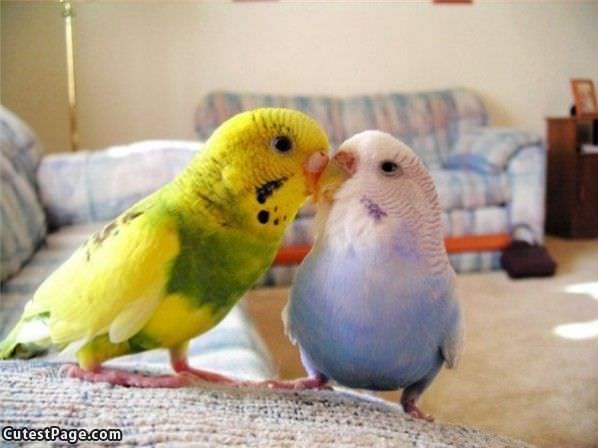 Bird Kisses