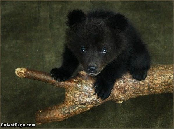 Black Cute Bear