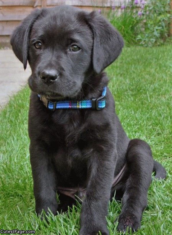 Black Cute Puppy